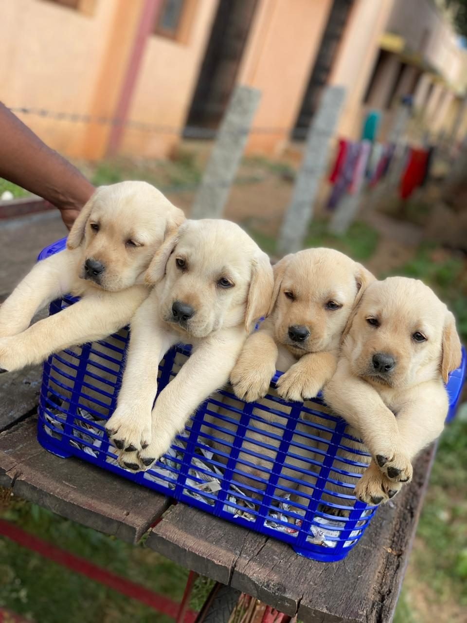 Golden Retriever puppies in their basket